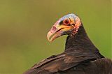 Lesser Yellow-headed Vulture